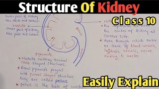 Kidney Structure And Functions | Class 10 Biology