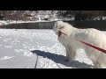 雪遊びの思い出…‼︎ブランシェお兄ちゃまもテンションマックスになりましたぁ！【奥日光湯の湖湖畔・グレートピレニーズ・great pyrenees】