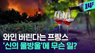 예전만 못한 ‘신의 물방울’...포도밭 갈아엎고, 와인 폐기하는 프랑스 / 14F