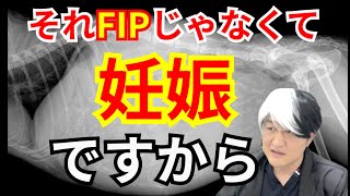 その子FIPじゃなくて妊娠ですから。＠猫伝染性腹膜炎（FIP）治療の実際 2024年26本目