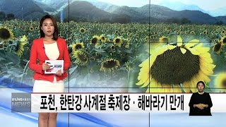 (포천)한탄강 사계절 축제장 해바라기 만개(서울경기케이블TV뉴스)