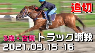 【トラック】2021.09.15-16【調教】入厩を控えた現役競走馬の追い切り