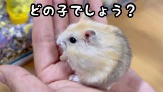 ハムスターちゃんねるクイズ（マニア向け）