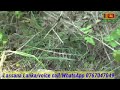 property sale in mahawa land for sale house and land sri lanka lassana lanka