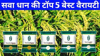 सवा धान की टॉप 5 वैरायटी 2023 में बंपर पैदावार देंगी/Sava dhan ki kisme/Sava 7501,7301,127,134,200