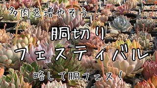 【多肉植物】胴切りフェスティバル（胴フェス）会場