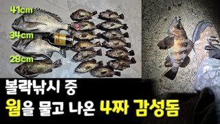 4짜 감성돔이 볼락웜을 물었다? (볼락 씨알도 좋습니다)