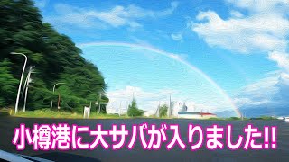 【北海道石狩湾・小樽釣り】小樽港に大サバが入りました!!　2023.8.13（大サバ、中サバ、ハゼ他、夜釣り、投光器、蚊取り線香、厩岸壁）