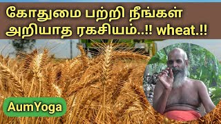 கோதுமை பற்றி நீங்கள் அறியாத ரகசியம் ..!!|Wheat nutrition | गेहूं के बारे में जो रहस्य आपको नहीं पता