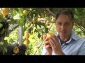 Italy's lemon growers sour on globalisation