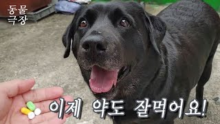 [동물극장] -제2화- 이제 약도 잘먹어요. / 래브라도 리트리버 블랙 / Labrador Retriever