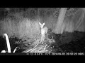 2024.gada septembris latvijas dabā. september in nature of latvija meža kameras trail camera