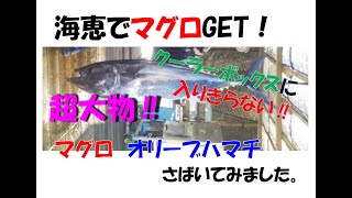 たっくんの釣堀日記　Vol 12　マグロの捕食シーン。たっくん、カンパチを釣る。マグロ、オリーブハマチをさばいてみました。＜閲覧注意＞強い光が連続しますので、明るい場所で注意しながらご覧ください。