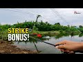 Strike Ikan Bonus di Paya Terbiar! Haruan Hentam Softfrog Bertalu-talu