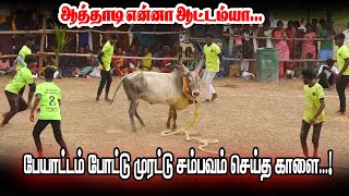 ஆத்தாடி! பேயாட்டம் போட்டு முரட்டு சம்பவம் செய்த தூவல் தர்மமுனீஸ்வரர் கோவில் காளை