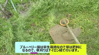 ブルーベリー園の草刈りと台芽欠き