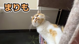 キャットタワーにいたので下から撮ってみた！