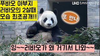 [한국농수산TV] 푸바오 아부지 러바오 2살 때 모습 최초공개! 저도 러바오를 대한민국 사람 중에 제일 첨 본 거 같아요!! 먼저 본 분! 푸쳐핸썹~ #푸바오#러바오#아이바오