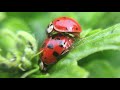 Parende lieveheersbeestjes | Zelf Geschoten | Vroege Vogels