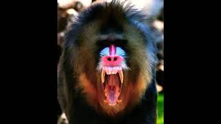 Mandrill Roar 🦍 🔊