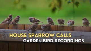 Relax with House Sparrow Songs | Calming Bird Chirps for Stress Relief