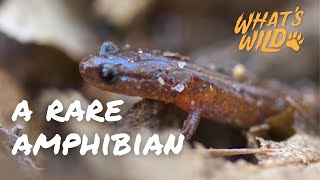 Find This Amphibian Under a Rock or Log | What's Wild