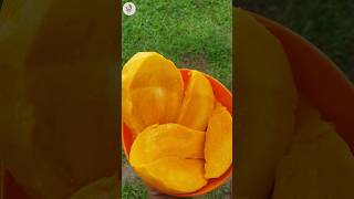 ලොකු අඹ කාලා තියේද ?😋🤭 #asmr #foodreview #food #srilankanasmr #mango #mangojuice