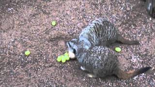 Timone the Meerkat and his new friends