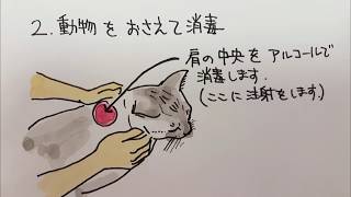 【猫の腎不全】自宅でできる皮下点滴の仕方。