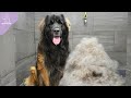 His First EVER Groom | Beautiful Transformation On A Giant Leonberger Dog