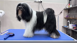 Tibetan Terrier full grooming. @ZaneteEihmane