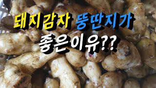 뚱딴지  # 돼지감자효능  #천연인슐린 \