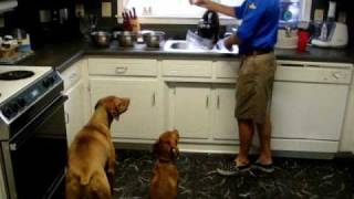 A  Vizsla lesson in feeding the Prey Diet to your dog.