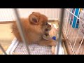 【迎え入れ当日】はじめてゴハン　ポメラニアン　子犬