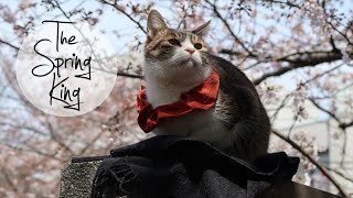 Tokyo's Coolest Cat | Hanami Cherry Blossoms