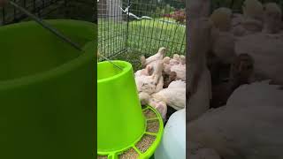 小鸡仔开始室外生活啦 #shorts #chicken #farm #鸡 #农场