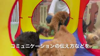 犬舎紹介動画2