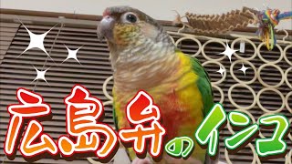 広島弁で会話しちゃう系インコ【ウロコインコのぽぽ】