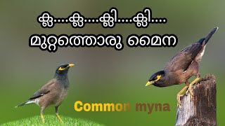 മാടത്തയെ കുറിച്ചൊരു വിവരണം Common myna നാട്ടുമൈന (Acridotheres tristis) കേരളത്തിലെ പക്ഷികൾ