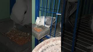 এবার একটি বাচ্চা ফুটছে। #shorts #trending #trendingshorts #youtubeshorts #shortvideo #pigeon #bird