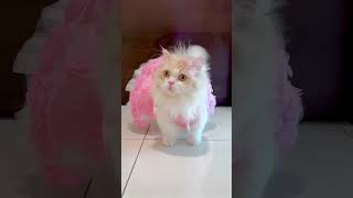 aww so cute 🥰 so cutest 😍 animal cat 🐈 shorts #shorts #trending #cute #viral || Hunny Funny