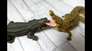 アニア ナイルワニとイリエワニ 比べてみました！鳄鱼  子供向け/ania animal adventure nile crocodile saltwater crocodile  kids