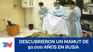 DESCUBRIMIENTO I Rusia expuso un pequeño mamut casi intacto de más de 50.000 años de antigüedad