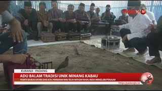 Adu Balam Tradisi Unik Minangkabau