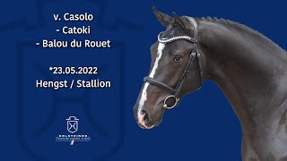 Holsteiner Körlot 2024 | Nr. 11 Casolo - Catoki - Balou du Rouet