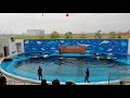 仙台うみの杜水族館 イルカ・アシカのパフォーマンス 180717