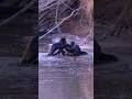 Cute River Otters Playing #cute #animals #wildlife #nature #otter #mediafuzebox #shorts #utah