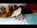 pearl the albino raven still a baby here stealing a tambourine