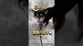 雪食べちゃう柴犬　#黒柴 #柴犬 #雪遊び