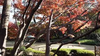 紅葉散歩　荻窪　大田黒公園　2022/12/12 41